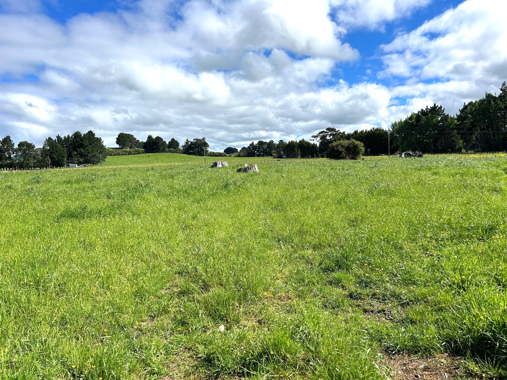 11 Marchant Eketahuna_5