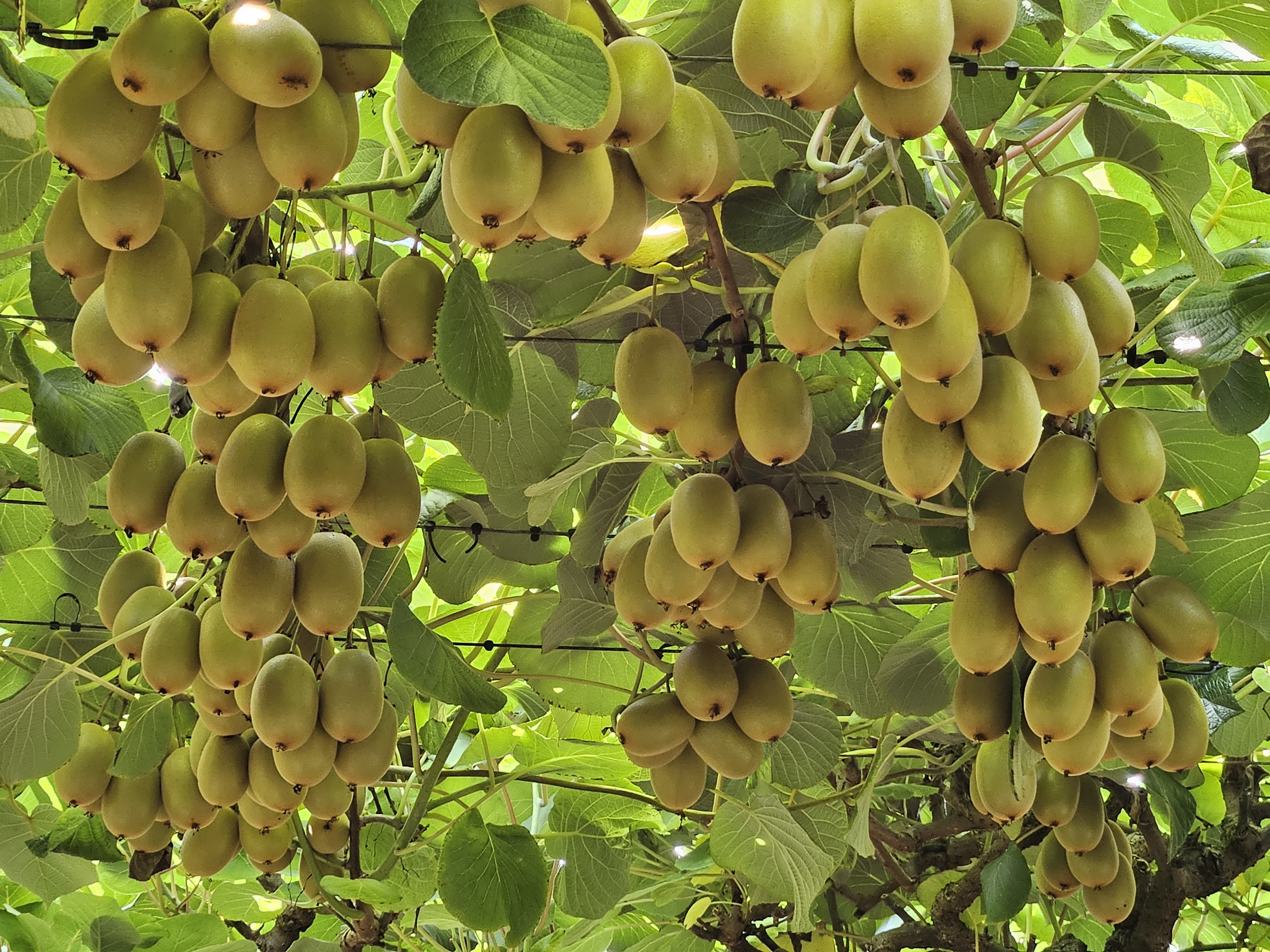 439 West Bank Road Edgecumbe_0