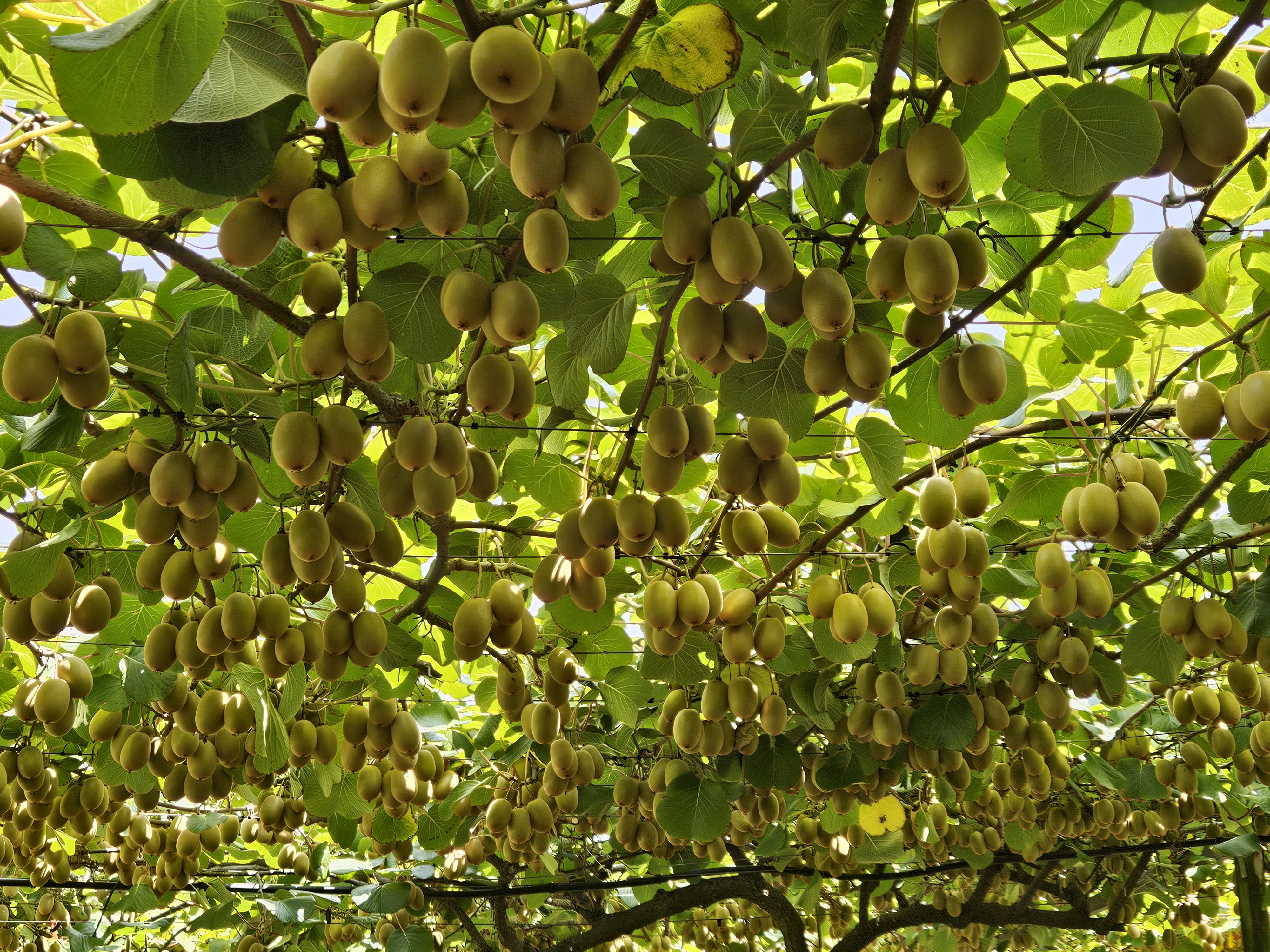 439 West Bank Road Edgecumbe_1