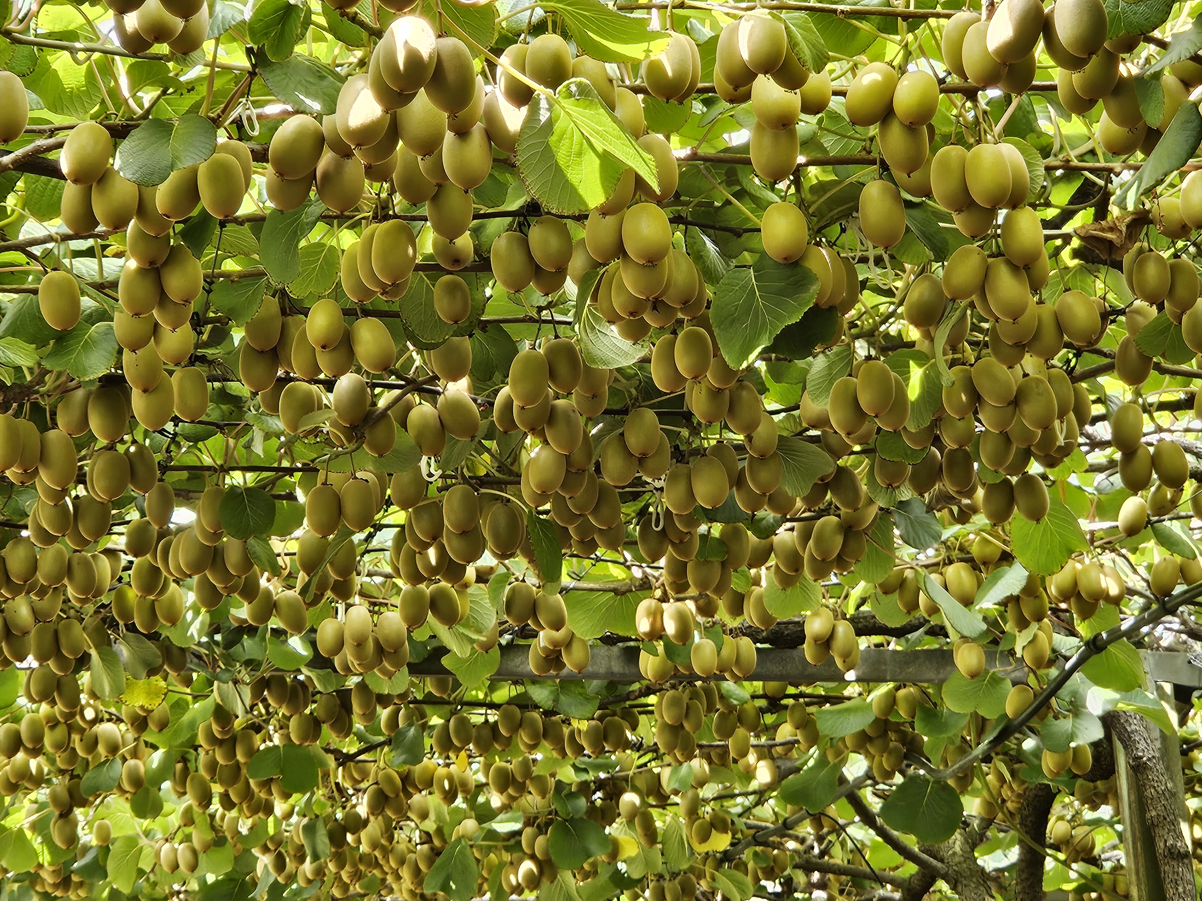 439 West Bank Road Edgecumbe_4