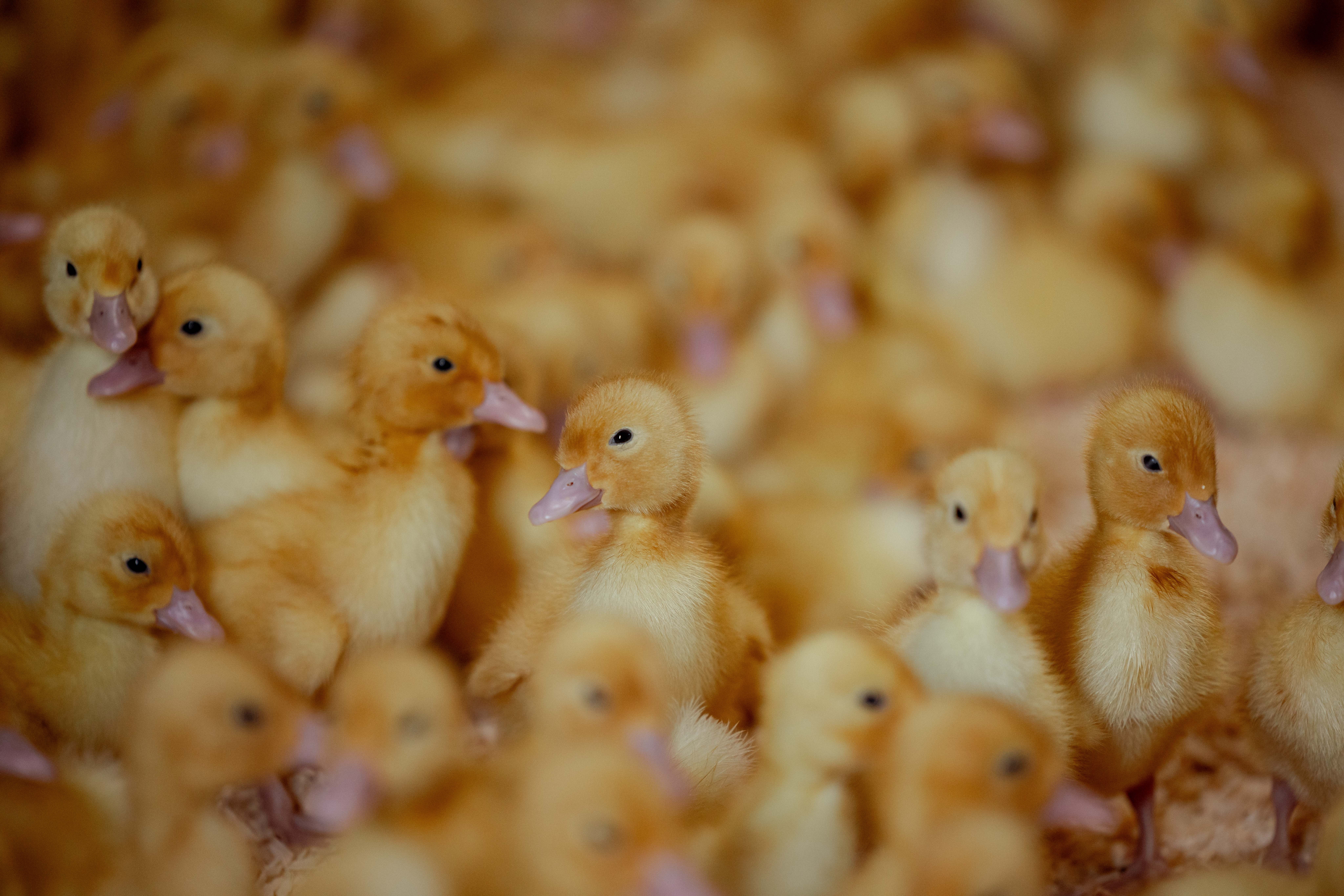 Address withheld Rotoorangi_1