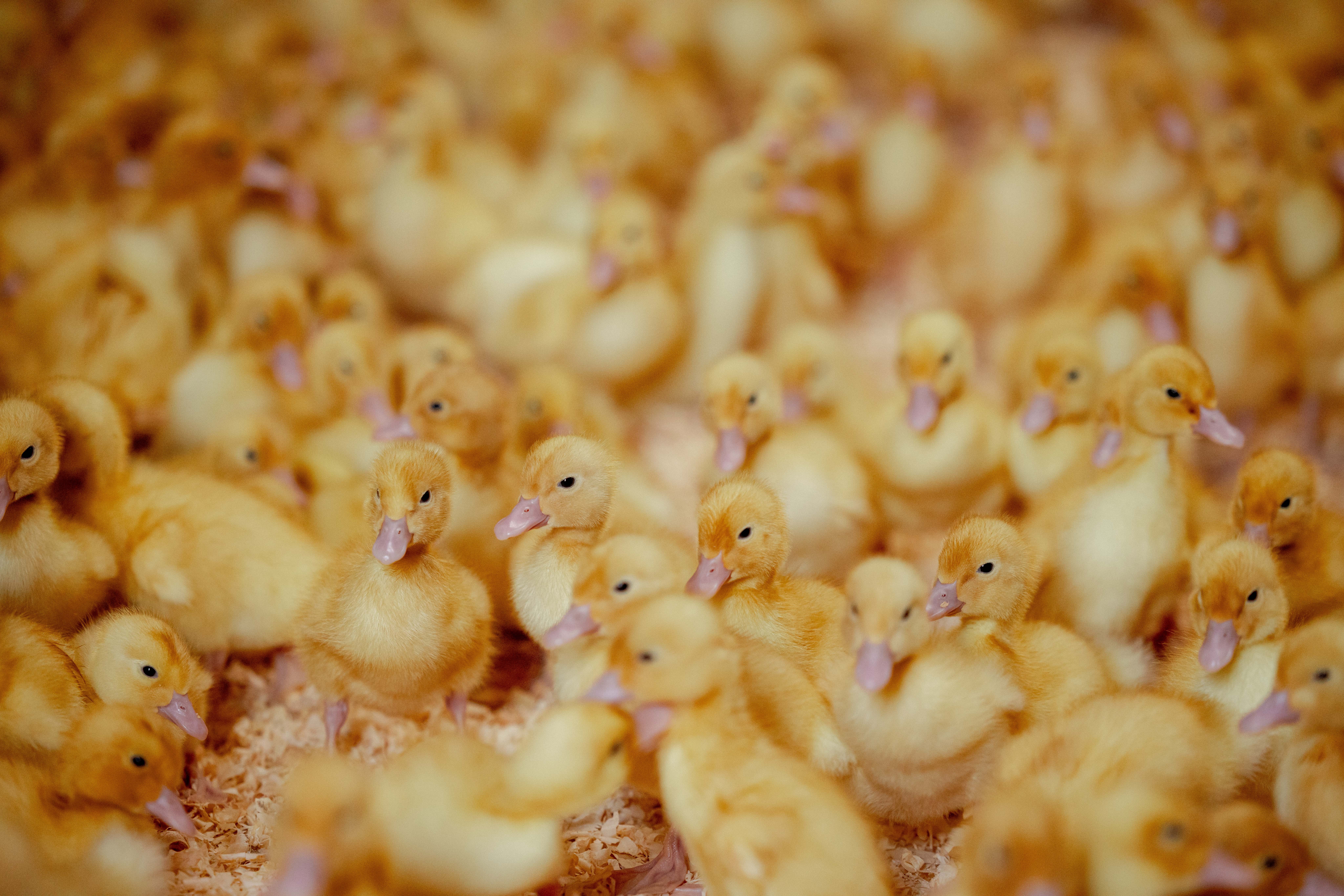 Address withheld Rotoorangi_7